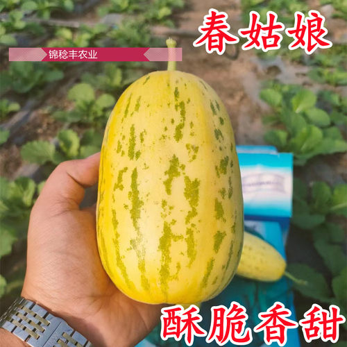 八里香春姑娘甜瓜酥脆香甜