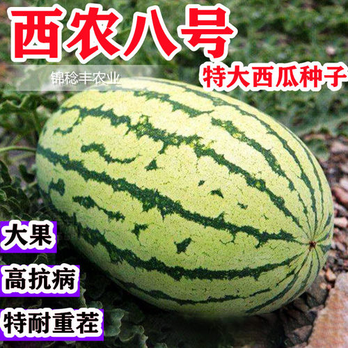 沙漠西瓜西农八号西瓜种子四季大西瓜籽种杂交抗病南方种西瓜种籽