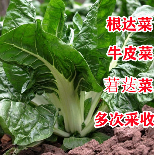 根达菜种子牛皮菜莙荙菜甜菜种籽春秋季四季阳台盆栽特色蔬菜种孑