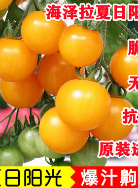 夏日阳光小番茄种子 海泽拉黄色樱桃西红柿种子 香味浓郁原包进口