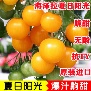 夏日阳光小番茄种子 海泽拉黄色樱桃西红柿种子 香味浓郁原包进口