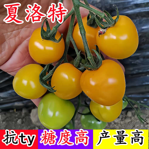 夏洛特小黄樱桃番茄种子
