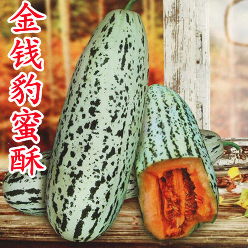 超甜酥蜜龙甜瓜种子早熟花皮牛角酥脆香甜瓜种籽羊角蜜水果种孑子