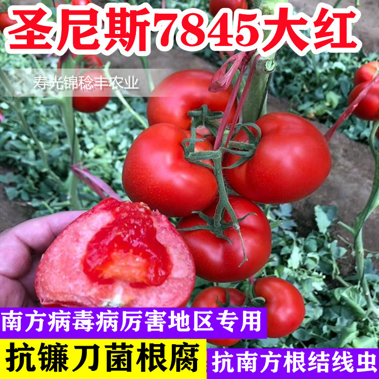 美国圣尼斯7845大红番茄种子抗病青枯根结线虫南方专用大棚露天籽