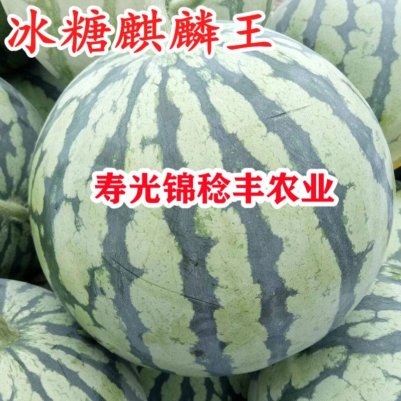 大面积种冰糖麒麟王西瓜种子8424早佳美都2k礼品瓜早熟大果皮薄孑
