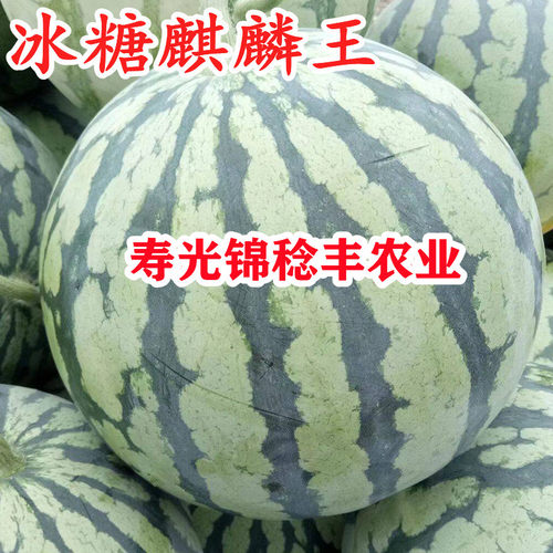 大面积种冰糖麒麟王西瓜种子8424早佳美都2k礼品瓜早熟大果皮薄孑