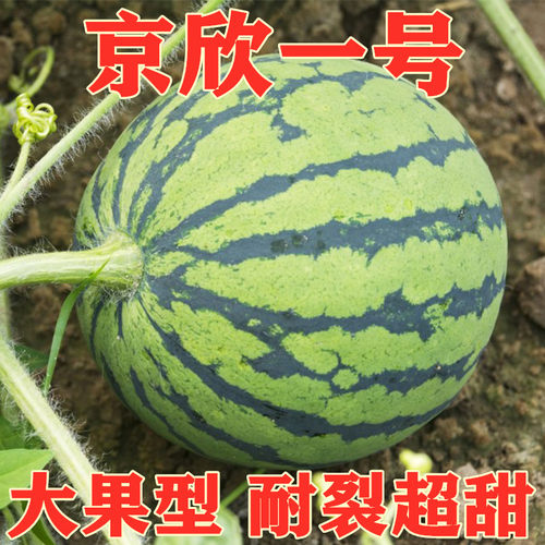 大果京欣一号西瓜种子麒麟瓜