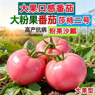莎柿二号一号大果口感番茄粉果沙瓤口感好安特莱斯普罗旺斯种子籽