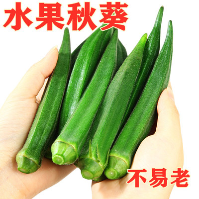 黄秋葵种子大全绿春季四季秋葵苗秧水果种籽蔬菜种孑秋冬农家日本