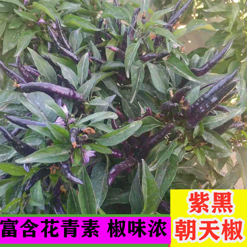 紫黑朝天椒种子小米辣辣椒种籽大全春夏秋四季盆栽种植蔬菜种孑苗