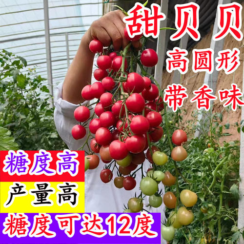 甜贝贝圣女果高糖带香味口感好