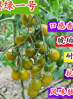 樱绿一号青口蜜小番茄种子绿色圣女果种籽甜糖度高蜜香琥珀蔬菜籽