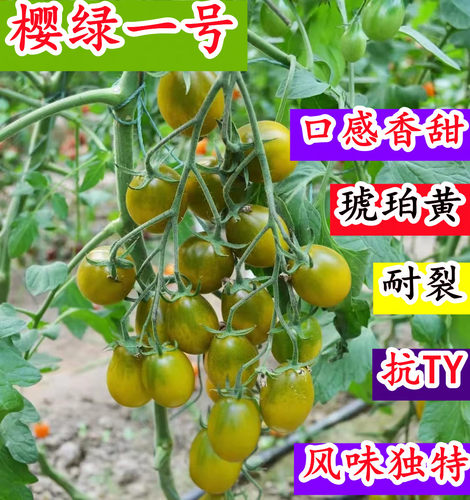 糯甜清香小绿樱桃青口蜜