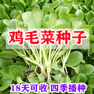 鸡毛菜种子种籽阳台盆栽四季小白菜籽上海青菜菜种籽大全蔬菜种孑