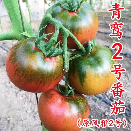 番茄种子草莓番茄苗脆甜