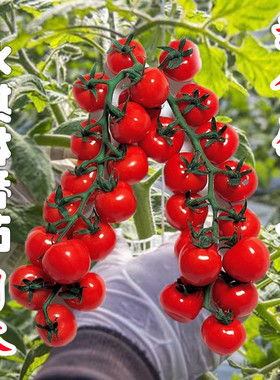 纯甜F1红黄冰激凌冰淇淋番茄种子日本高甜皮薄亮度高籽