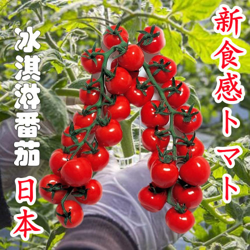 冰淇淋小番茄种子纯甜口感