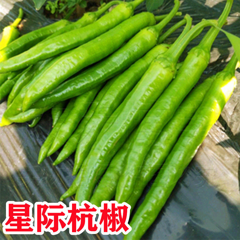 杭椒种子 美人椒辣椒种子 尖椒春夏秋蔬菜种子高产 星航杭椒种子