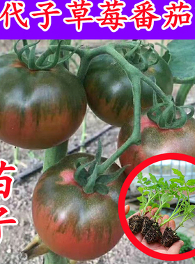 铁皮绿腚草莓柿子苗水果番茄丹东西红柿口感番茄种子籽苗风雅二号