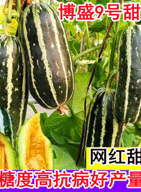 博洋9号甜瓜种子薄皮香瓜种籽博洋甜瓜种子花皮甜瓜早熟脆甜包邮