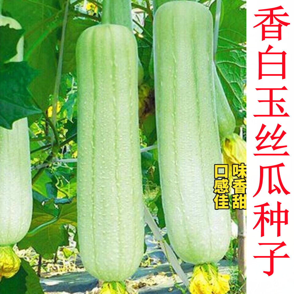 香玉白丝瓜种子 油亮型白色肉丝瓜种籽 短棒形 米白色 高产包邮