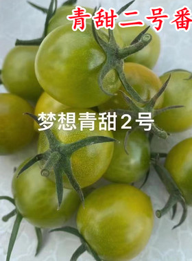 梦想青甜二号小绿樱桃小番茄种子 圣女果苗青口蜜口感香甜糖度高