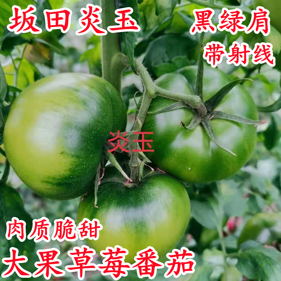 坂田大果草莓番茄种子大口感炎玉草莓西红柿籽东北铁皮柿子种子孑,农用物资,蔬菜种子/种苗,淘宝优惠券,粉丝福利购,淘宝优惠卷