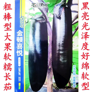 粗棒型黑把黑萼长茄烧烤茄金顿喜悦大龙长茄绿萼黑亮紫种子籽孑