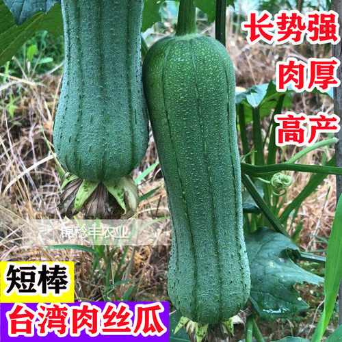 丝瓜种子特早熟杂交蔬菜籽