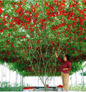 多年生番茄树种子西瓜树茄子树辣椒树茄子树黄瓜树苦瓜树蔬菜种孑