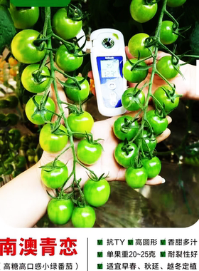 南澳青恋高糖绿色樱桃小番茄碧玉梦想青甜二号青口蜜圣女果种子孑