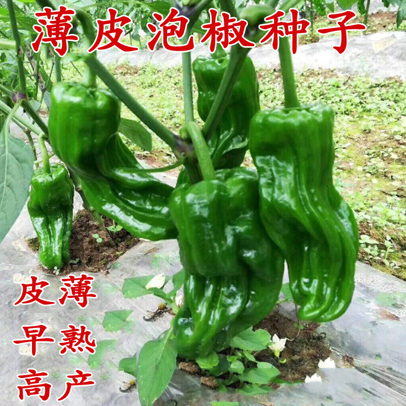 薄皮泡椒种子 早熟长灯笼泡椒种籽芜湖椒虎皮皱皮微辣 辣椒 高产