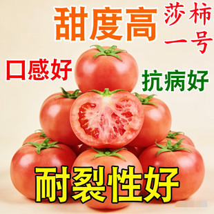 莎柿一号二号大果口感番茄粉果沙瓤安特莱斯耐裂普罗旺斯种子籽孑