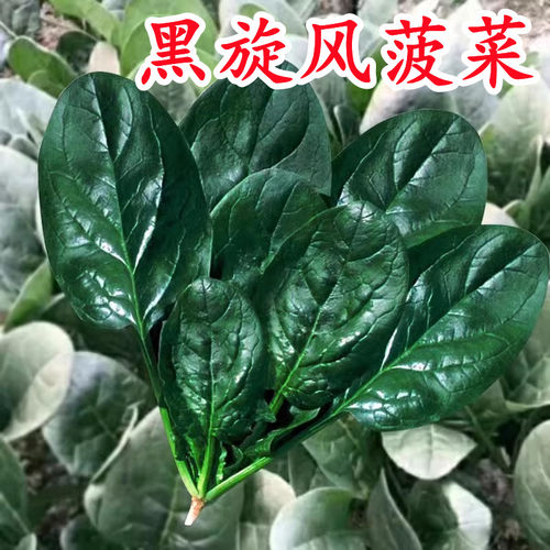 耐热耐寒进口菠菜种子