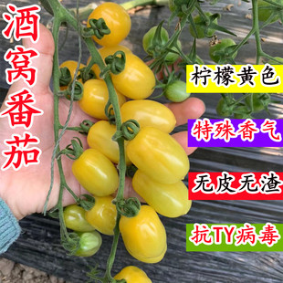初恋番茄种子籽超甜柠檬黄色圣女果樱桃西红柿酒窝番茄蔬菜种孑