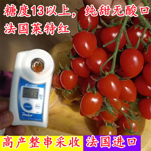 克劳斯串收纯甜无酸高产