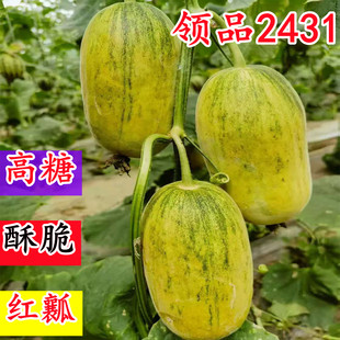 领品2431高糖酥脆红瓤薄皮甜瓜星甜金冠黄皮花皮二十香瓜种子籽孑