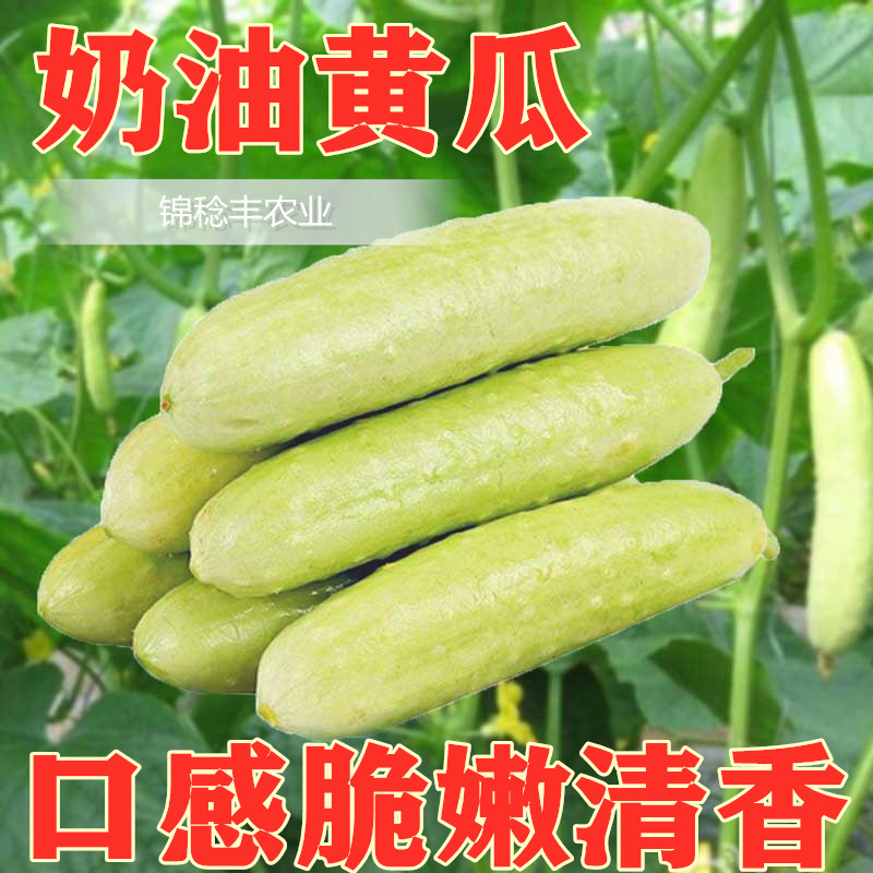 奶油黄瓜种子金棚白玉春季秋季高产四季盆栽特色水果黄瓜种籽
