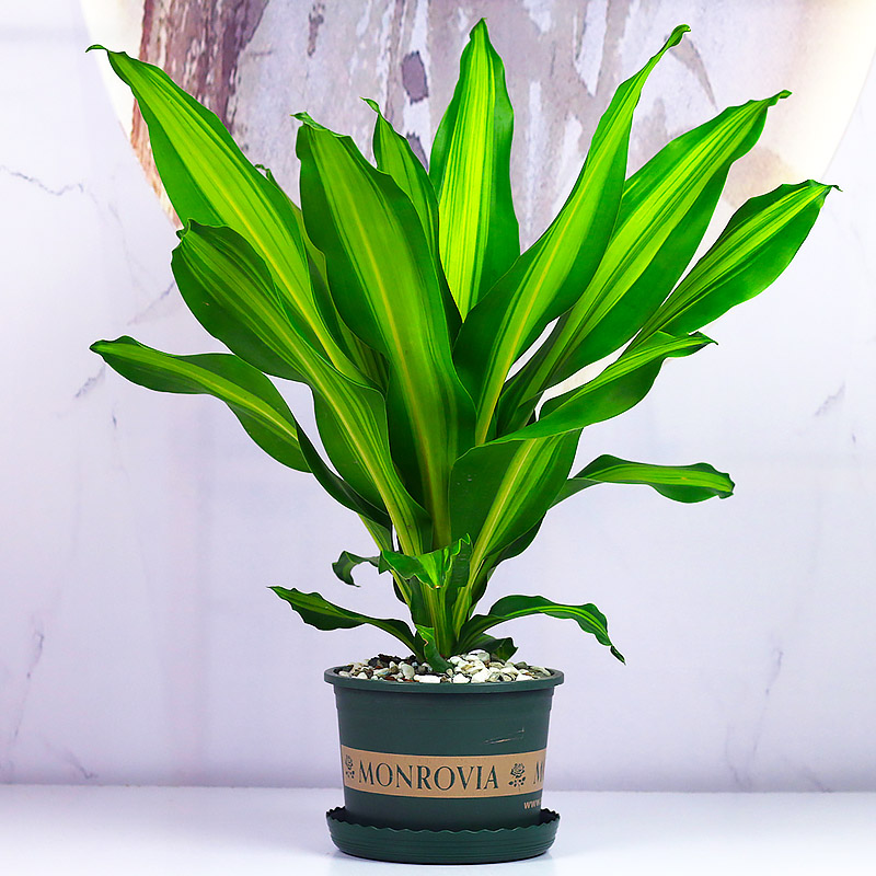 金心也门铁客厅净化空气香龙血树