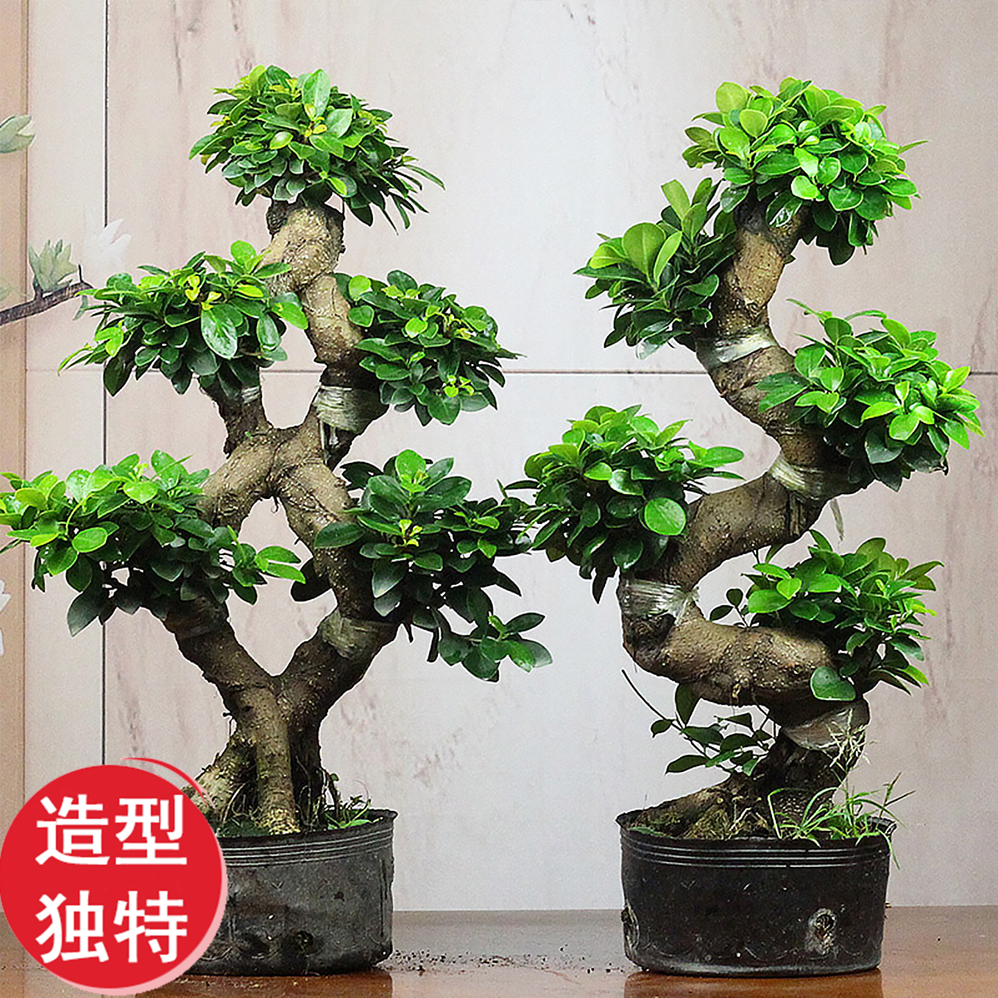 小叶金钱榕老桩养护简单数量有限