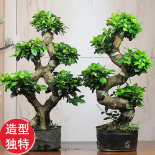 造型金钱榕树盆景提根绿植大8字S老桩好养活植物室外小叶榕树盆栽