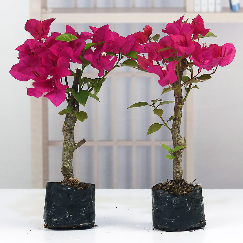 三角梅盆栽植物新品种玫瑰花卉苗
