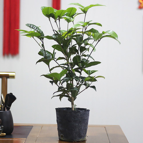 品质四季桂花盛开美丽与香气并存