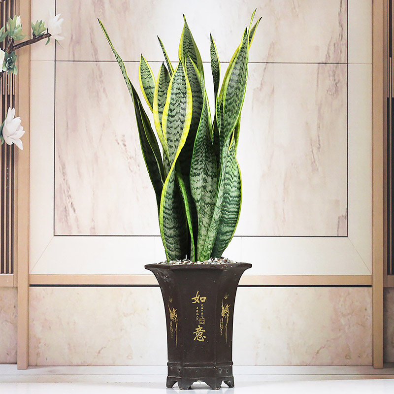虎皮兰带盆栽好植物花卉室内净化空气吸除甲醛金边银麦虎尾兰绿植