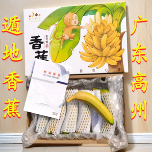 高州遁地雷香蕉自然熟当季小米新鲜现摘芭蕉米黄皮孕妇蕉果皮鲜生