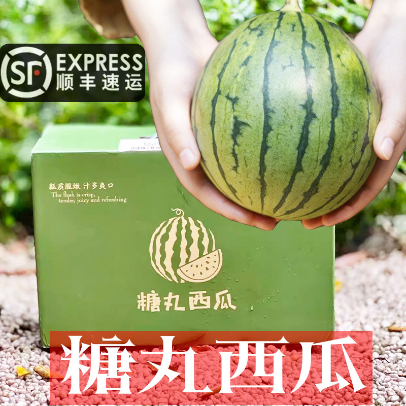 糖丸西瓜冰糖冰淇淋火山小西瓜顺丰薄皮甜蜜多汁新鲜红心一藤一瓜