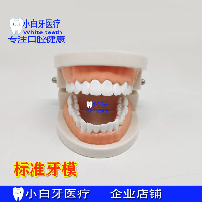 牙齿练习假牙牙模型材料牙科牙缝