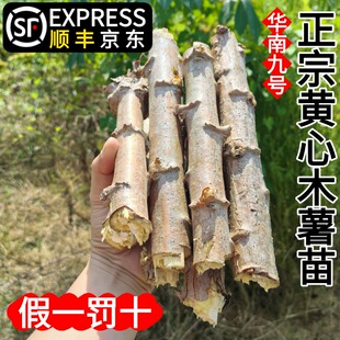 黄心木薯种苗广西黄肉木署种子正宗农家特产粉糯糖水店当季茎杆