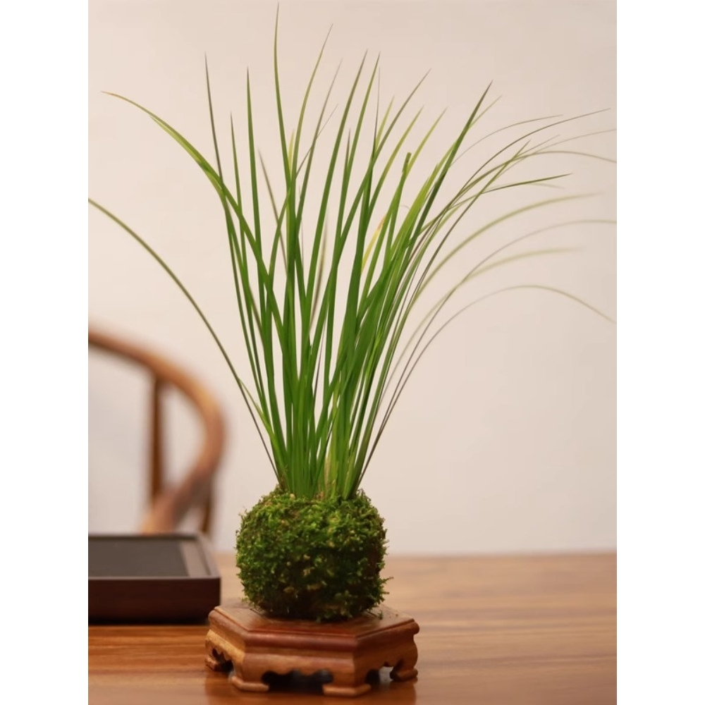 苔藓球菖蒲盆栽微型盆景办公室桌面观叶茶机植物四季常青小绿金小