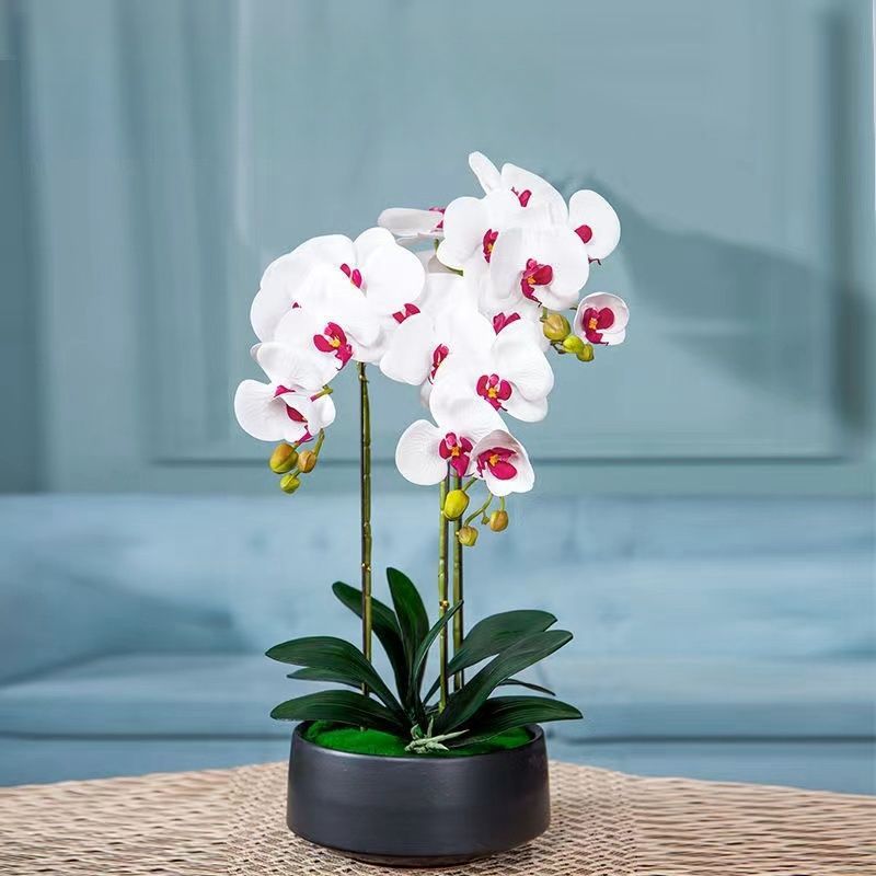 精品蝴蝶兰基地直发带花带花苞单双剑四季易养即收即赏送支架夹子